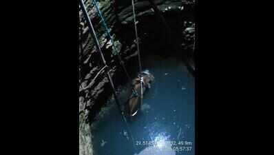 Lion cub falls into residential’s society well in Junagadh