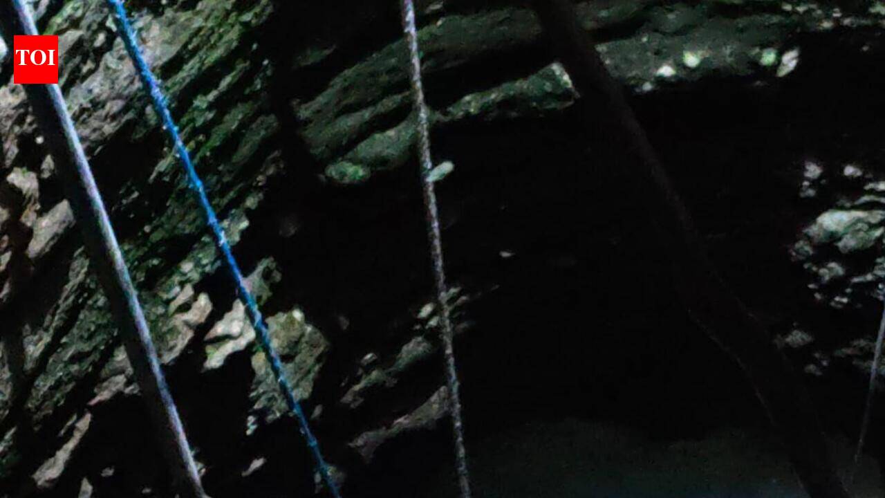 Lion cub falls into residential’s society well in Junagadh