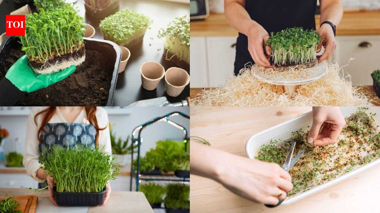 How to grow microgreens at home in just 7 days: A beginner's step-by-step guide