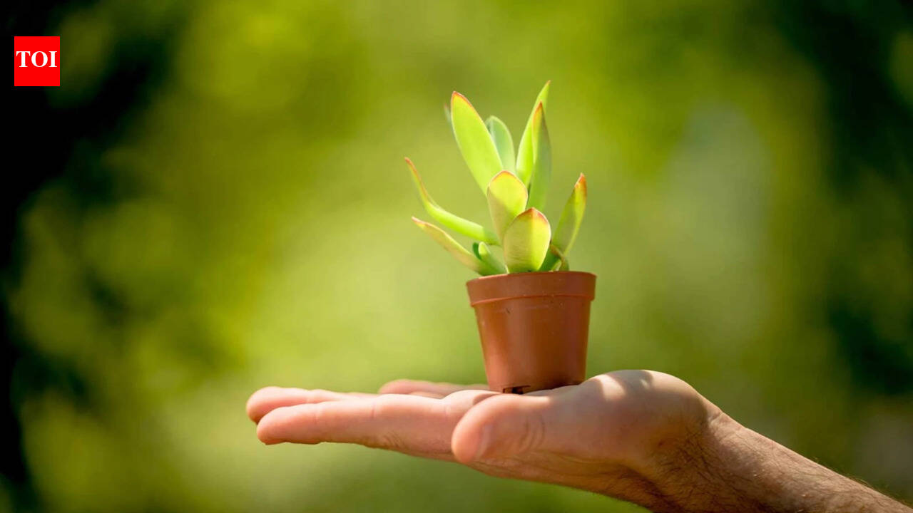 Timer on Earth's plants? New scientific model finally has a timeline