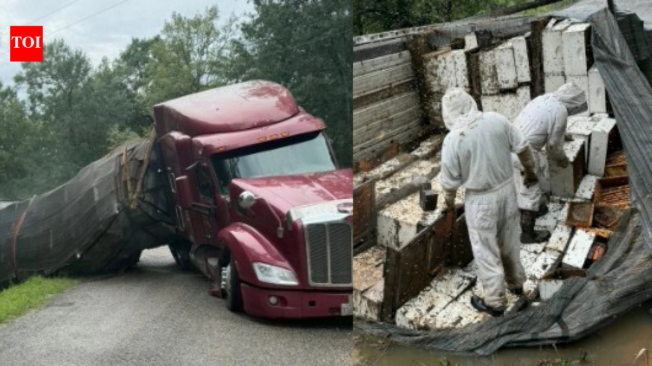 Honey havoc: 24 million honeybees escape after 18-wheeler overturns, forcing Texas neighbourhood into lockdown
