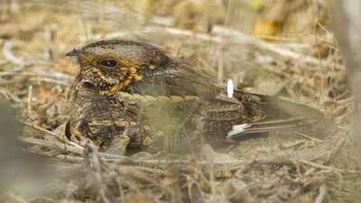  The bird whose entire life runs on a 29-day lunar clock