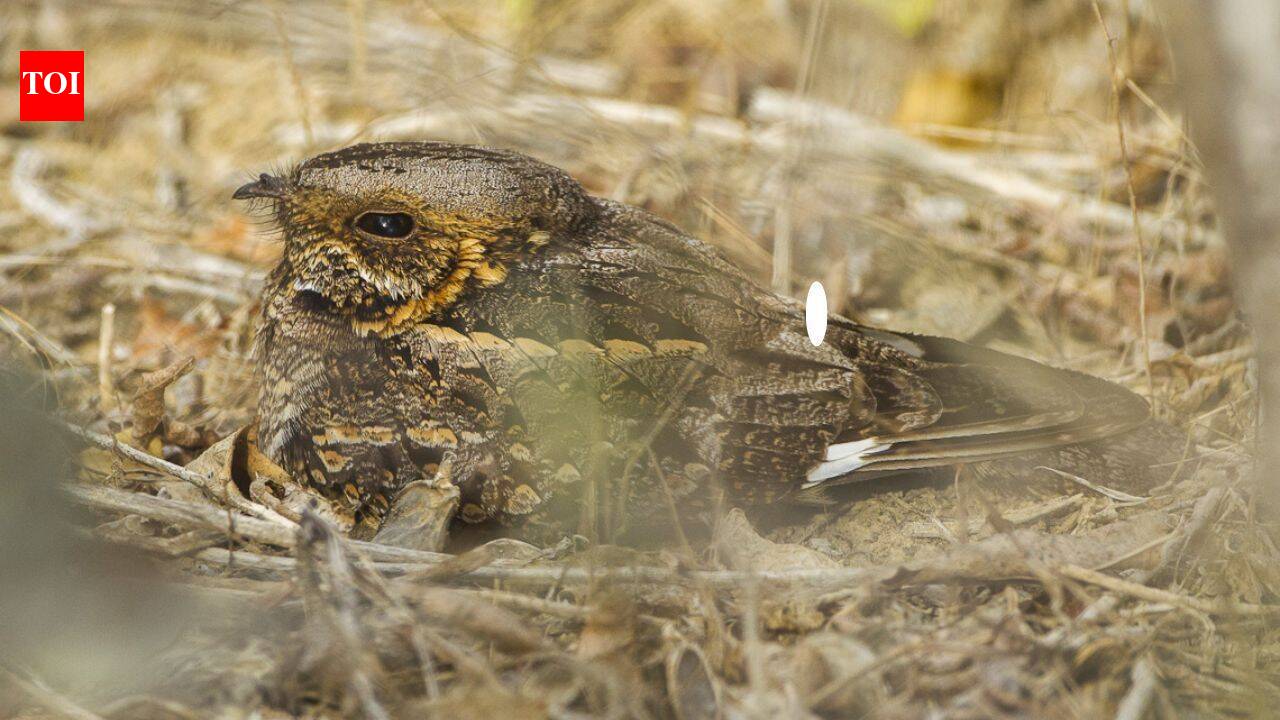 Meet the Nightjar: The bird whose entire life runs on a 29-day lunar clock