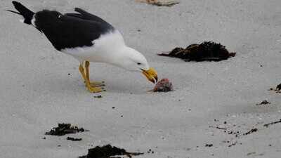 Australia on alert as H5 bird flu detected in migratory seabirds