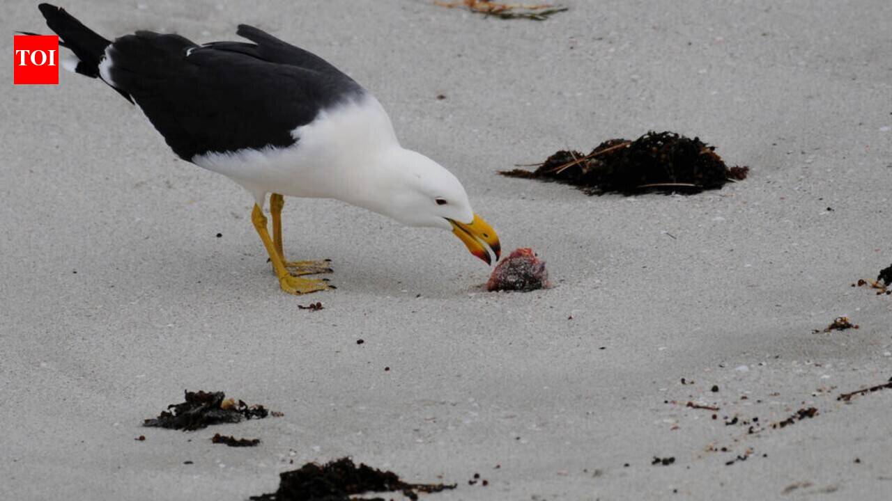 Australia on alert as H5 bird flu detected in migratory seabirds