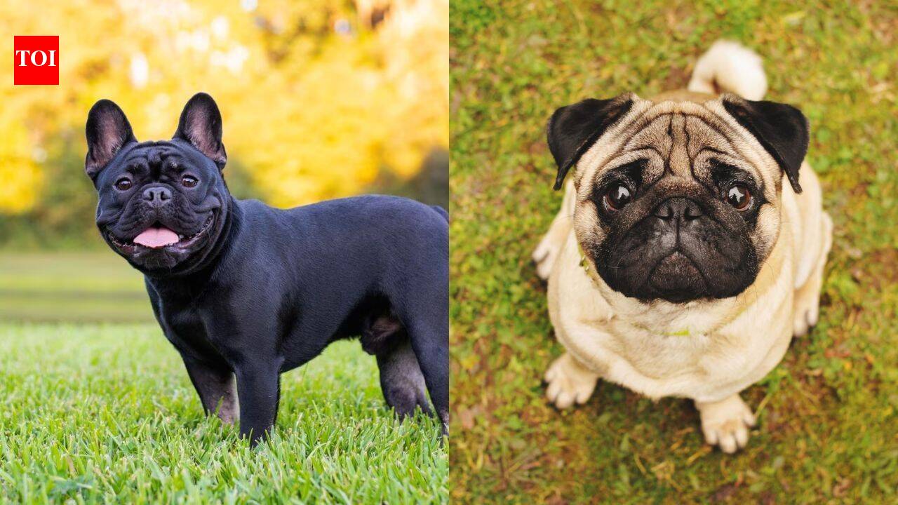 UK heatwave puts dogs at risk: Breeds most vulnerable to heatstroke