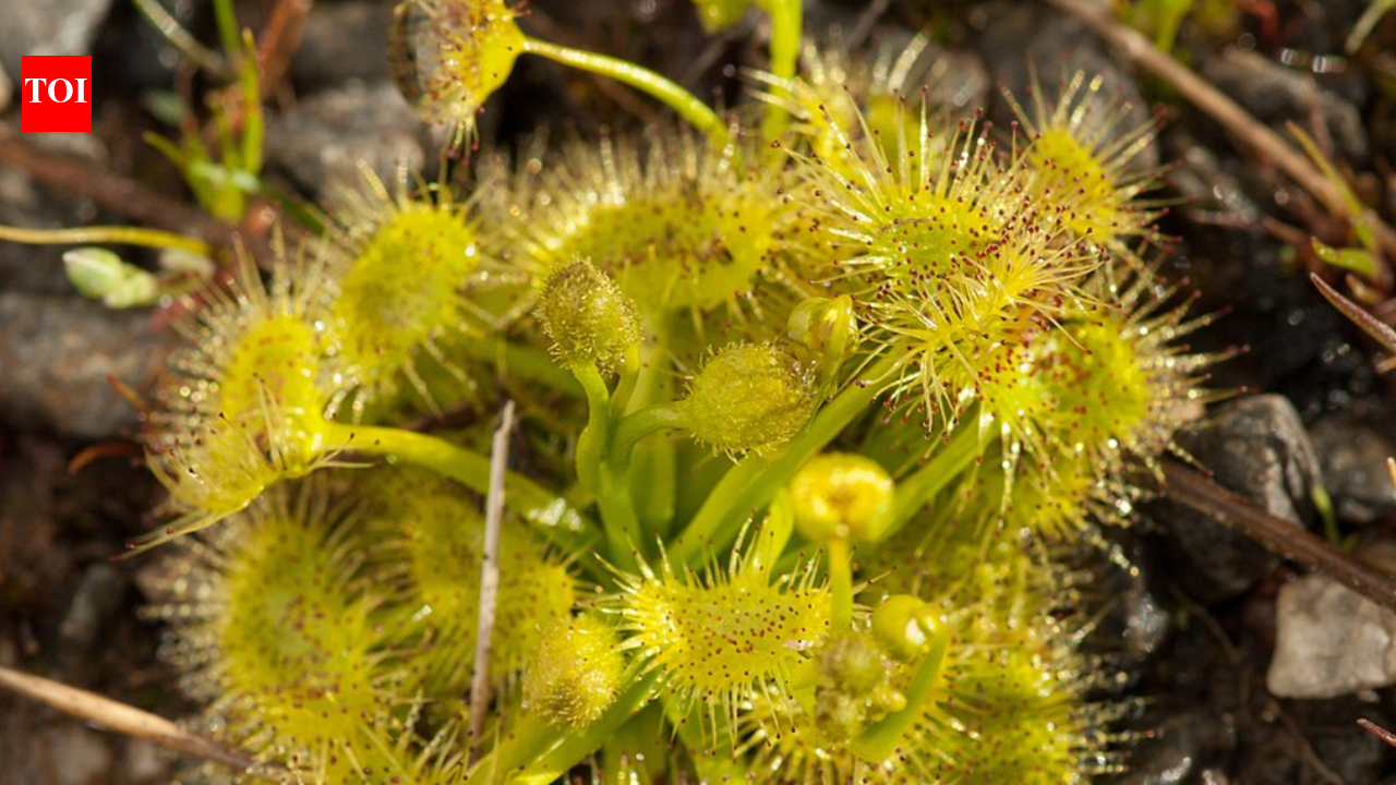 Using gravity to kill: Scientists found an Australian carnivorous flower may trap pollinators when they land on fragile stalks that tilt them into nearby traps