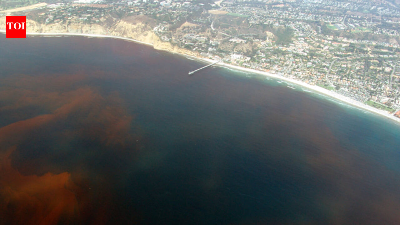 Red tides are quietly emptying Florida’s cafes and grocery stores, and a new study of coastal counties from 2019 to 2023 says higher algae levels cut visits and time spent enough to add up to millions in local losses