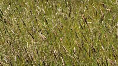 A toxic weedkiller stays on Australian farms after a 30-year review, because paraquat is cheap, effective and hard to replace, but the decision leaves a bigger question about how long farmers can depend on it