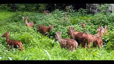 Poaching concern rises in Dharwad forests, drives crackdown