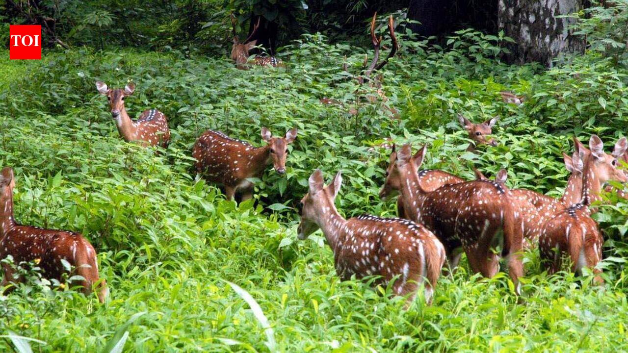 Poaching concern rises in Dharwad forests, drives crackdown