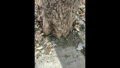 NGO pushes HDMC on tree deconcreting