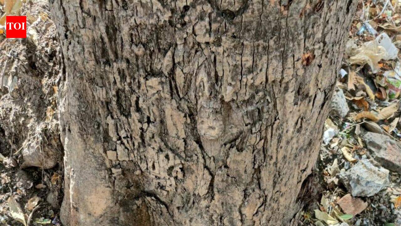 NGO pushes HDMC on tree deconcreting