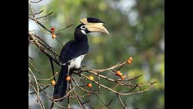 'Flying ambassador of the forest': Chhattisgarh tiger reserve bets on bird tourism with hornbill safari