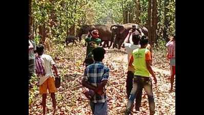 70-year-old woman trampled to death by lone elephant in Korba forest