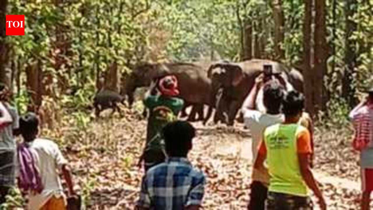 70-year-old woman trampled to death by lone elephant in Korba forest