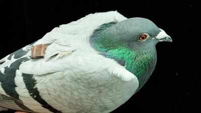 Scientists in America are using pigeons to train medical AI tools for early stage cancer detection