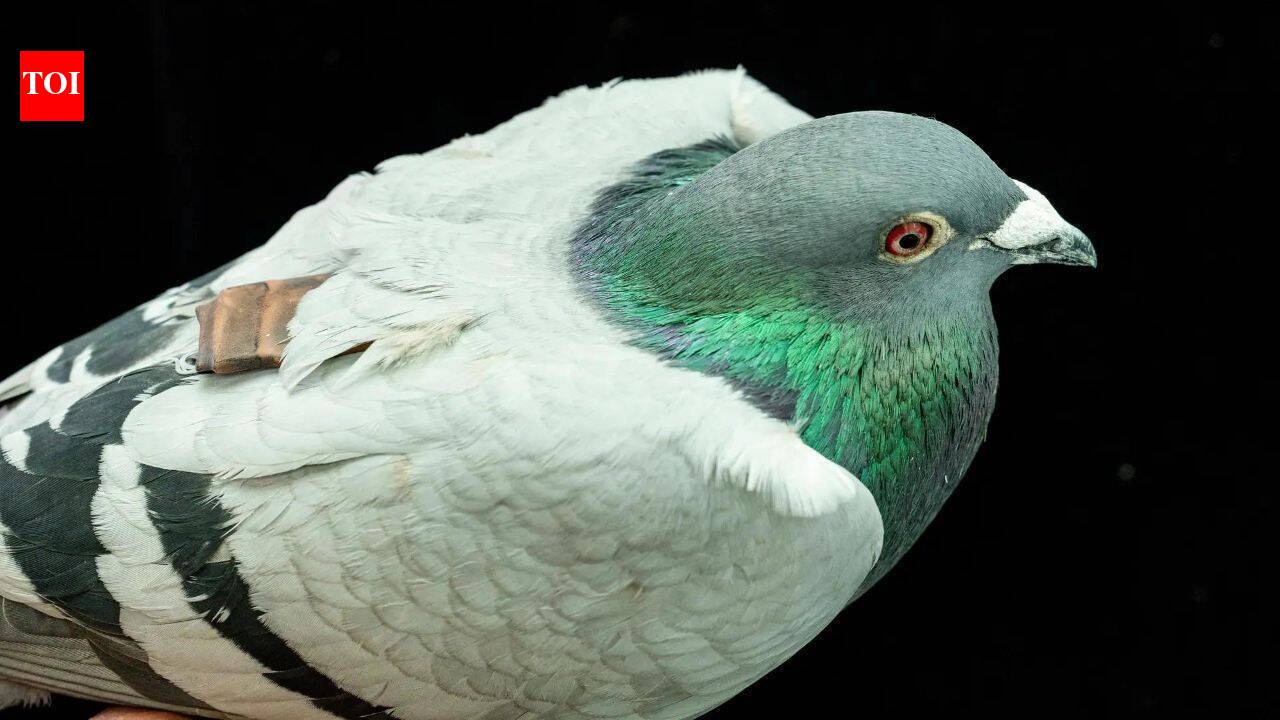 US scientists using pigeons to train medical AI tools for early stage cancer detection