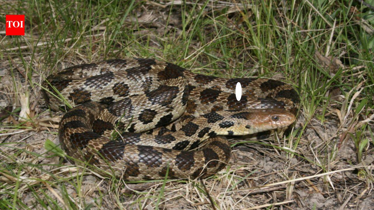 5 most snake-filled bodies of water in Ohio: Lake Erie, Mosquito Creek Lake, Ohio River and more