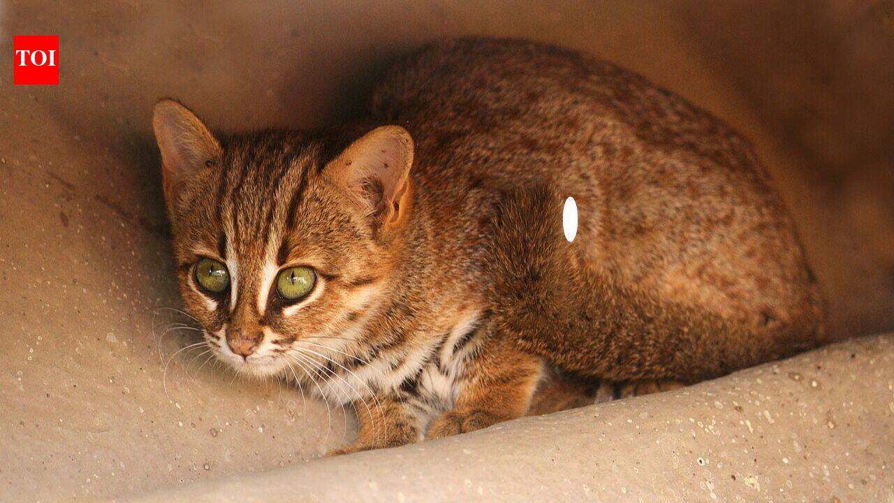 7 Smallest wild cats in the world: Rusty-spotted cat, Black-footed cat and more