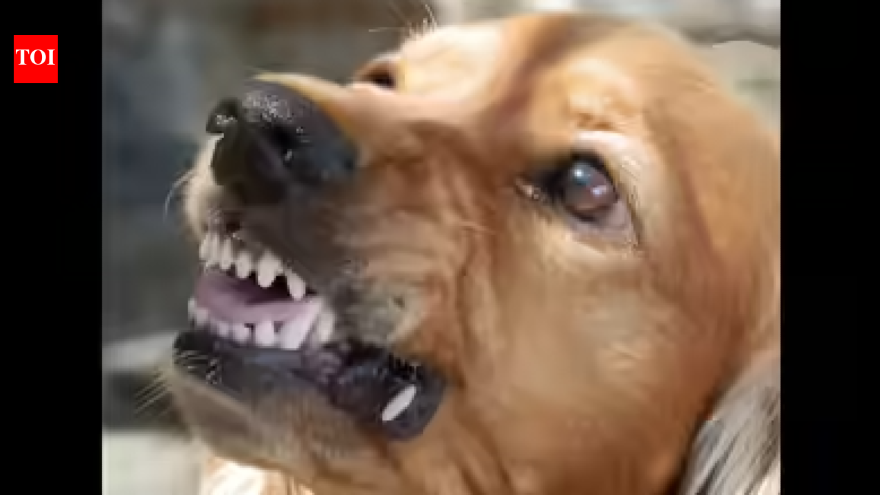 Stray dogs kill three goats in village near Dharmapuri