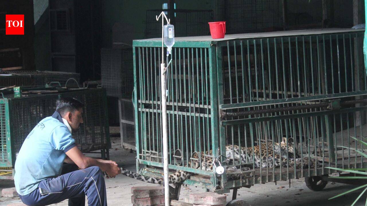 Central Zoo Authority says panel set up to formulate SOP for staff