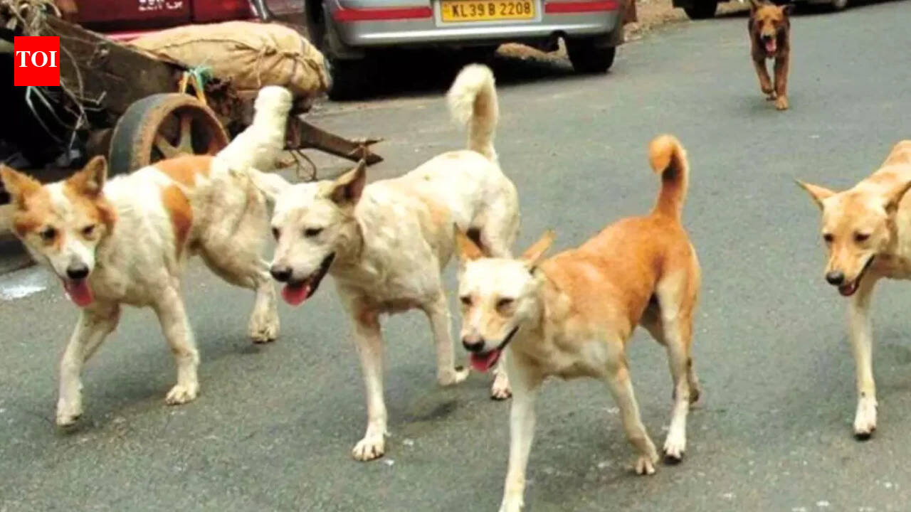Pack of stray dogs attack 10-year-old boy cycling in Faridabad society; hospitalised