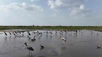 Forest dept to hold bird census at Nandur Madhmeshwar on June 28