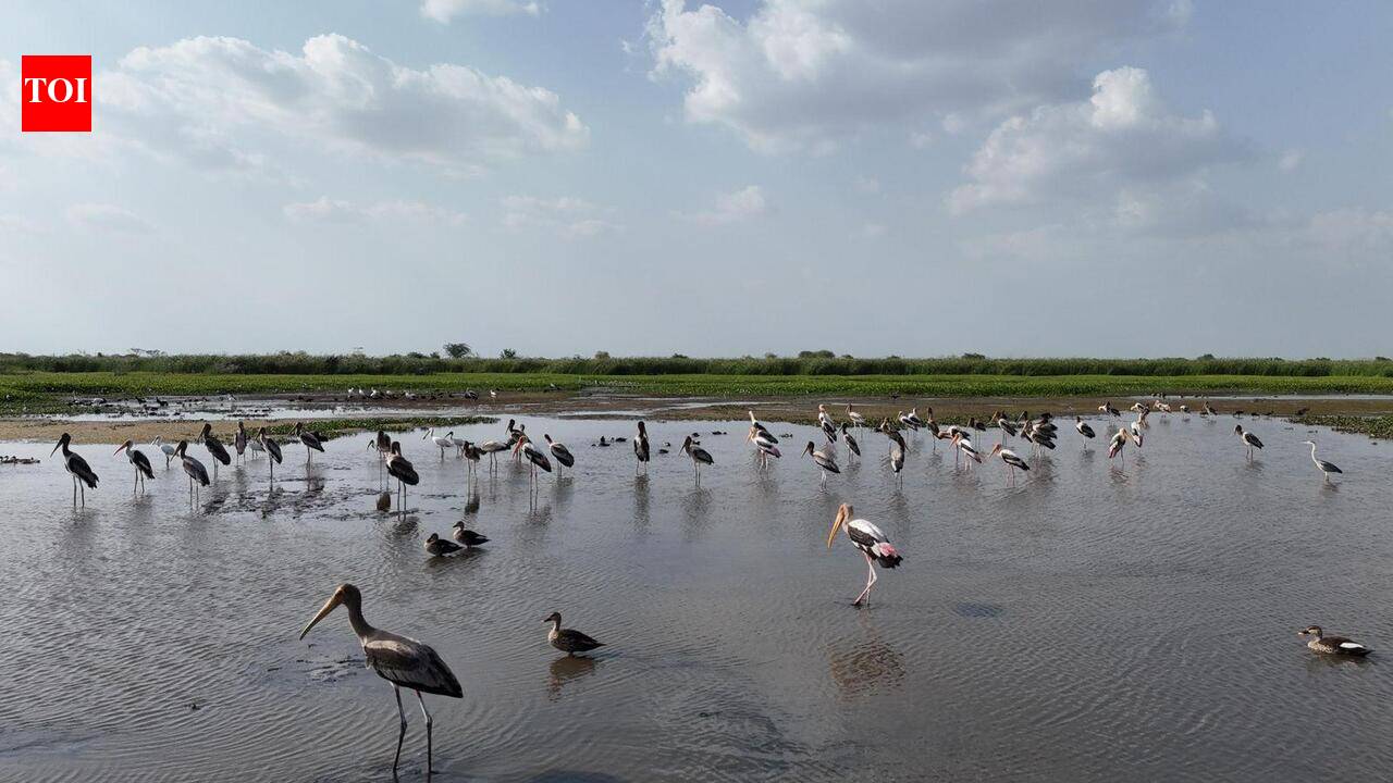 Forest dept to hold bird census at Nandur Madhmeshwar on June 28