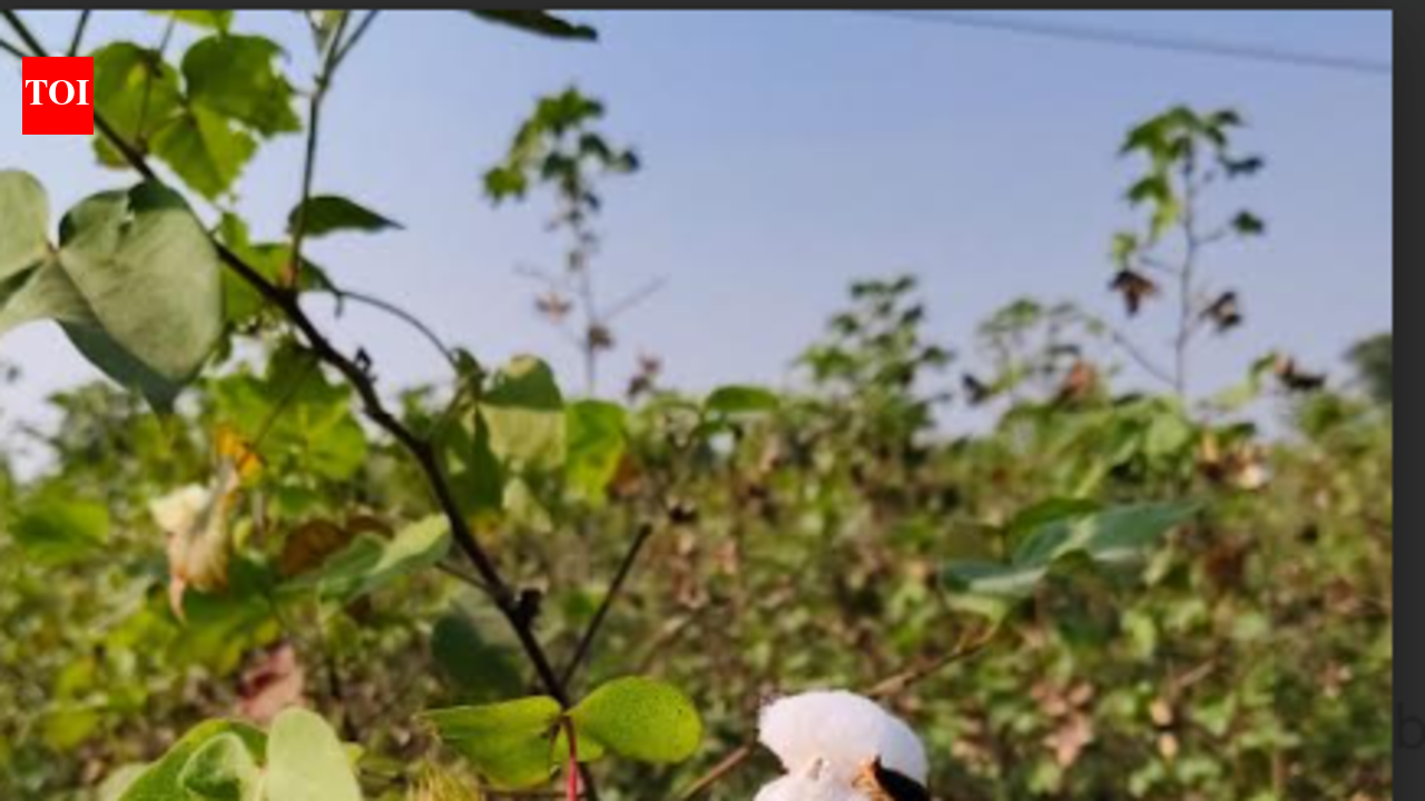 Cotton sowing gathers pace in Nashik division; 1.5 lakh hectare covered so far