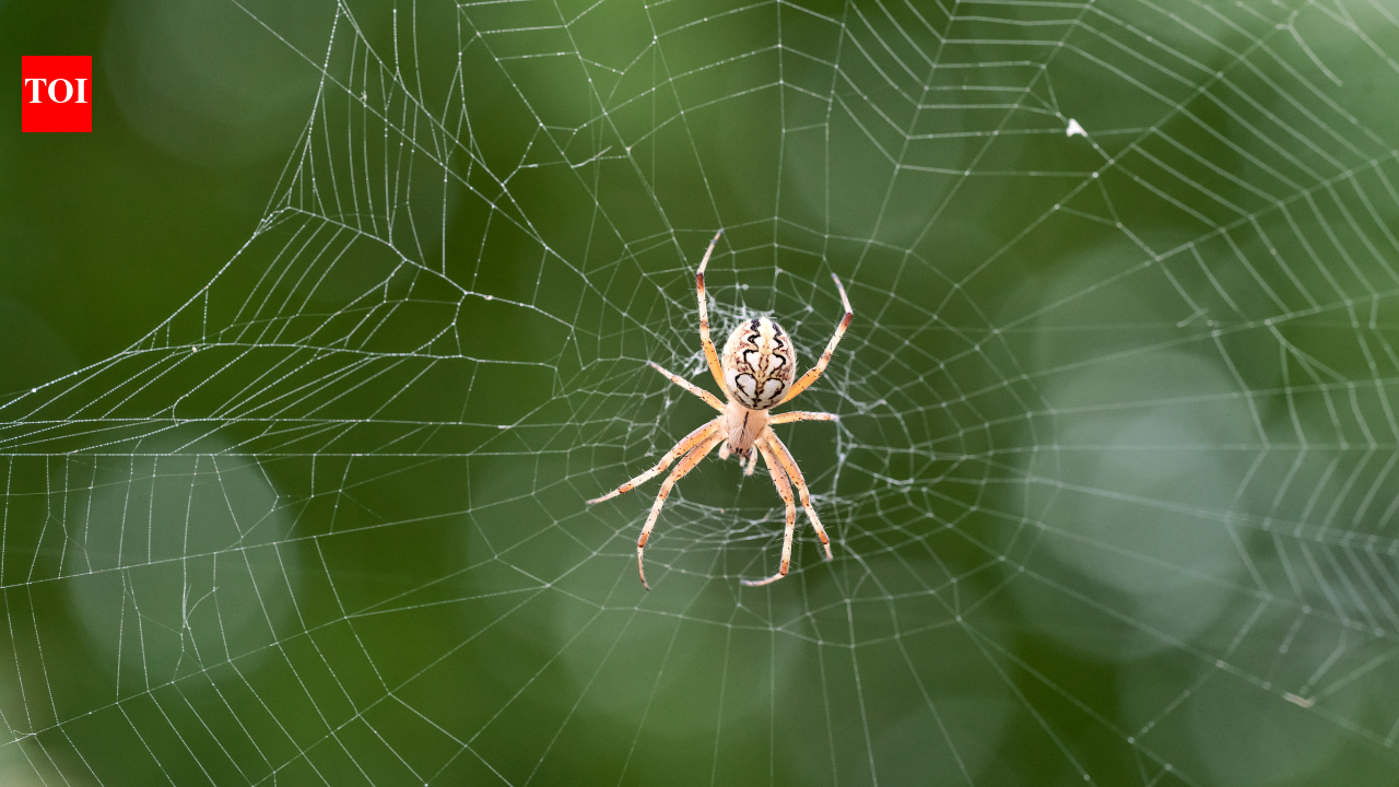 Why house spiders cannot survive outdoors: Surprising science behind their indoor adaptation and survival