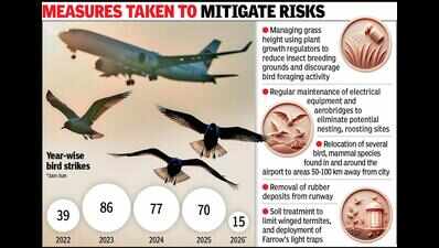 Bird hits down at Ahmedabad airport, monsoon preparedness ends