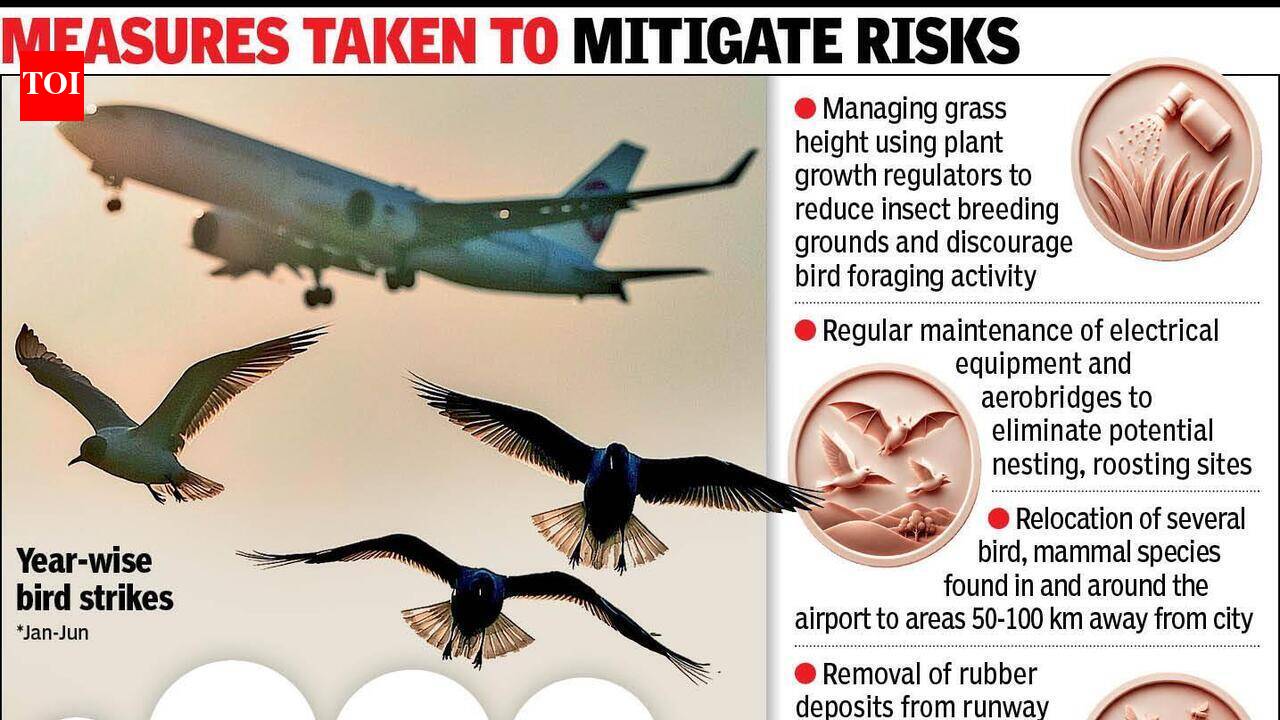 Bird hits down at Ahmedabad airport, monsoon preparedness ends