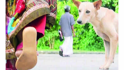 10-year-old mauled by stray dogs in Faridabad housing society basement