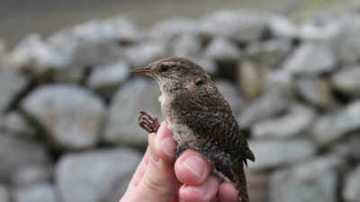  Tiny Scottish wrens are doubling in size; possibly on their way to 'becoming a new species'