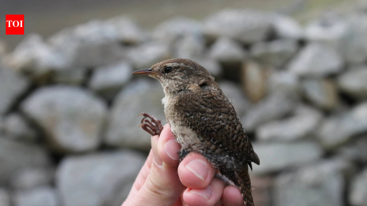 Real-time evolution alert: Tiny Scottish wrens are doubling in size; possibly on their way to 'becoming a new species'