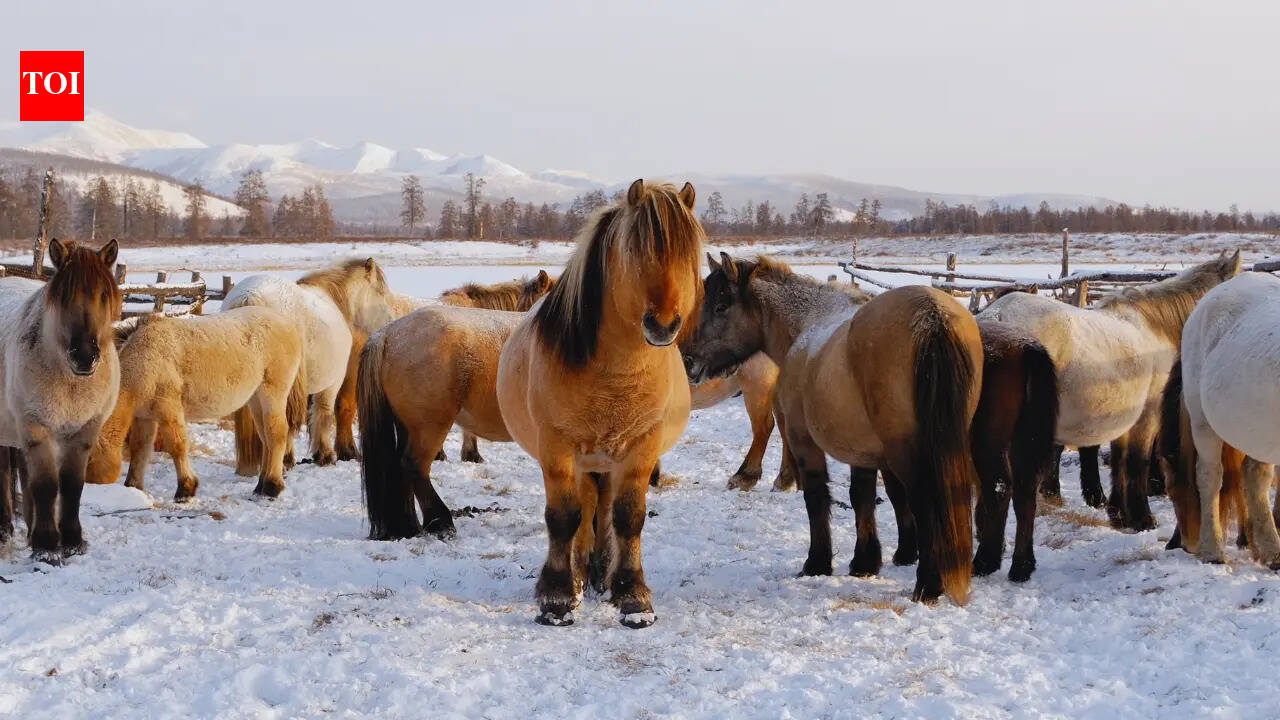 Is the world’s coldest town tourist-friendly? Here’s what travellers should know