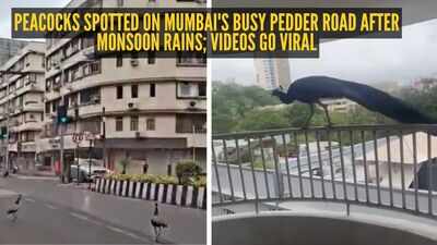 Peacocks spotted on Mumbai's busy Pedder Road after monsoon rains; videos go viral