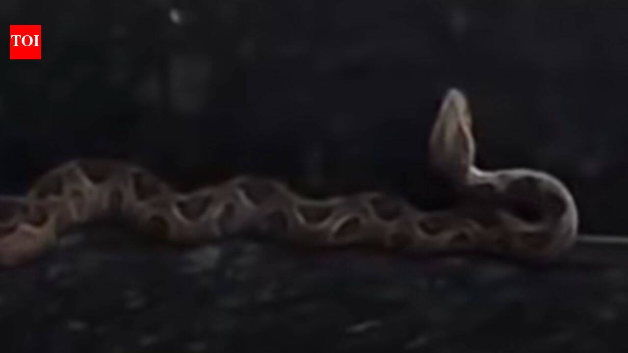 Mumbai Metro scare: Deadly Russell’s viper found at BKC station; why the snake is considered one of India’s most dangerous
