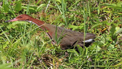 Around 136,000 years ago, a flightless bird on the Aldabra atoll was wiped out when the island flooded; when the sea fell again, evolution rebuilt almost the same flightless bird from the same ancestor