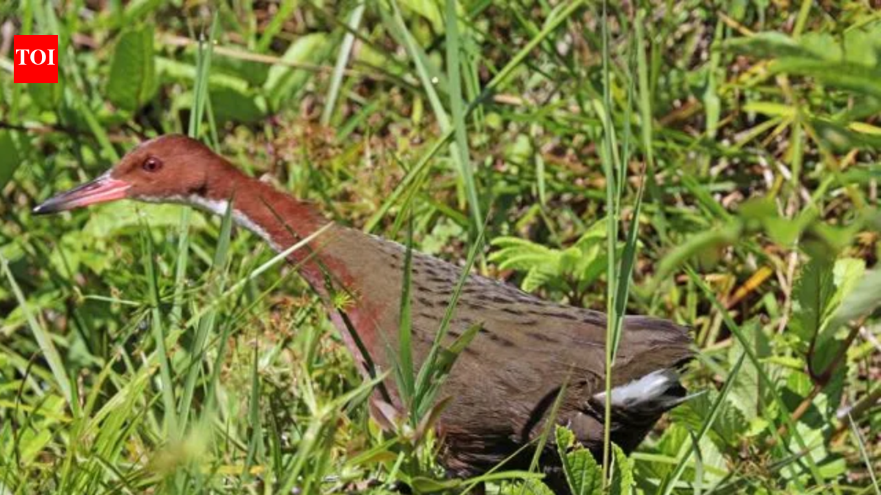 Around 136,000 years ago, a flightless bird on the Aldabra atoll was wiped out when the island flooded; when the sea fell again, evolution rebuilt almost the same flightless bird from the same ancestor