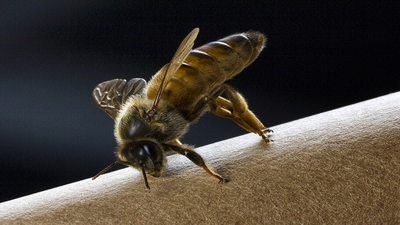 Scientists just found that queen bees are not made by royal jelly alone, because young workers build custom wax ‘royal cribs,’ warm them just right, and keep entire teams on duty to raise a colony’s next ruler