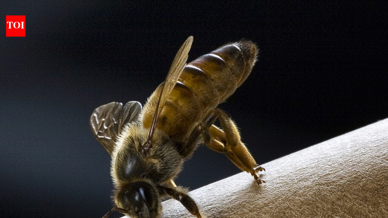 Scientists just found that queen bees are not made by royal jelly alone, because young workers build custom wax ‘royal cribs,’ warm them just right, and keep entire teams on duty to raise a colony’s next ruler