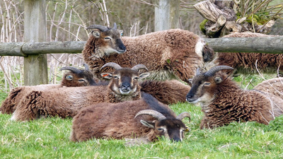 In 1985, researchers began tracking wild Soay sheep on a remote Scottish island; over 24 years, the sheep became smaller, and a 2009 study linked the change to environmental variation and natural selection acting together