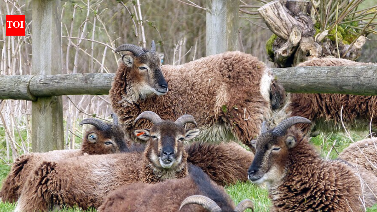 In 1985, researchers began tracking wild Soay sheep on a remote Scottish island; over 24 years, the sheep became smaller, and a 2009 study linked the change to environmental variation and natural selection acting together