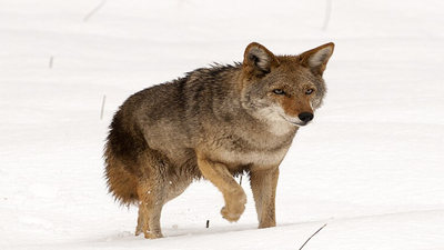 In the early 1900s, hunters wiped out wolves across much of the eastern United States; coyotes moved east, bred with surviving wolves, and a 2011 genome study found that eastern coyotes carry a mix of coyote, wolf and dog ancestry