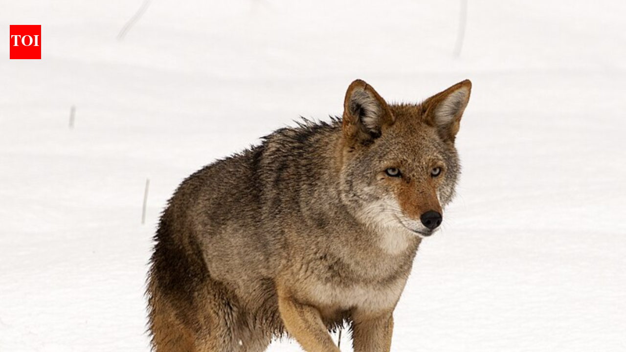 In the early 1900s, hunters wiped out wolves across much of the eastern United States; coyotes moved east, bred with surviving wolves, and a 2011 genome study found that eastern coyotes carry a mix of coyote, wolf and dog ancestry