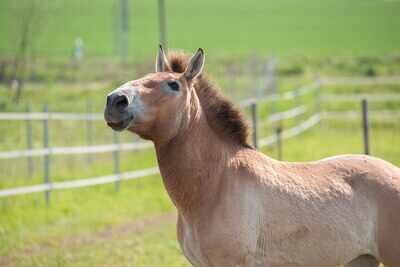In 1998, scientists released a herd of the world's last truly wild horses into the Chernobyl Exclusion Zone; long-term censuses found that mammals there are thriving despite the radiation
