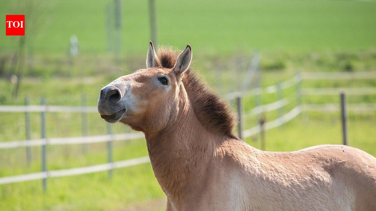 In 1998, scientists released a herd of the world's last truly wild horses into the Chernobyl Exclusion Zone; long-term censuses found that mammals there are thriving despite the radiation