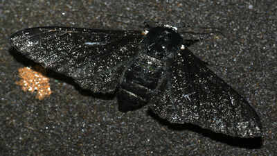 Starting in the 1800s, the soot of British industry blackened the trees of England, prompting peppered moths to develop a darker colour; after pollution declined, they became lighter again, and a 2016 study identified the genetic change responsible